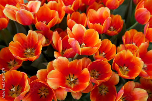 Obraz na płótnie Tulips Flowers w salonie