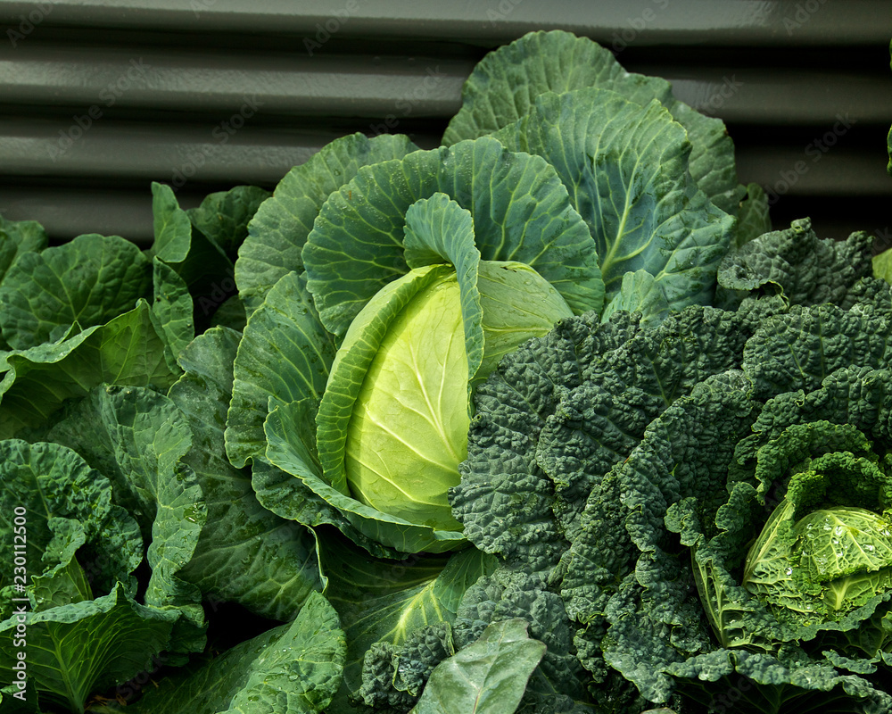 Cabbages