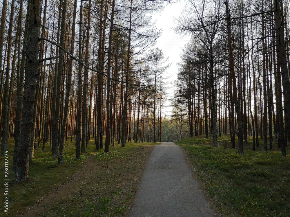Fototapeta premium road in the forest