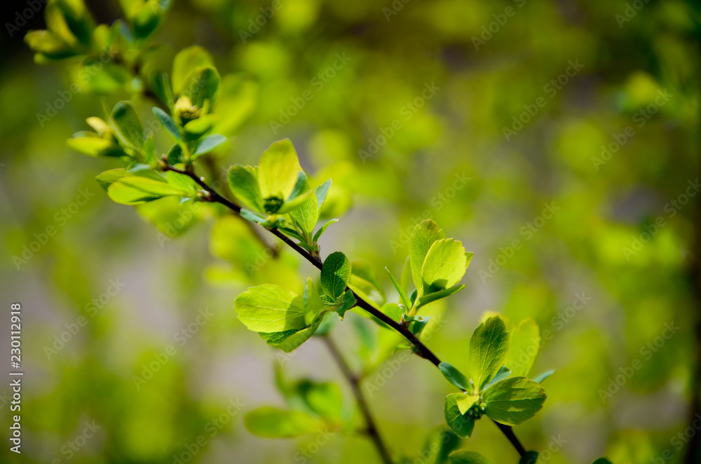 branch of a tree branch of a tree