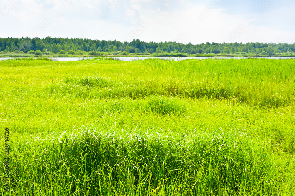 Obraz premium Young spring vegetation on the edge of the water.