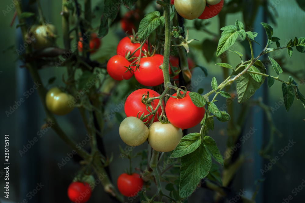 Obraz premium tomatoes on a branch