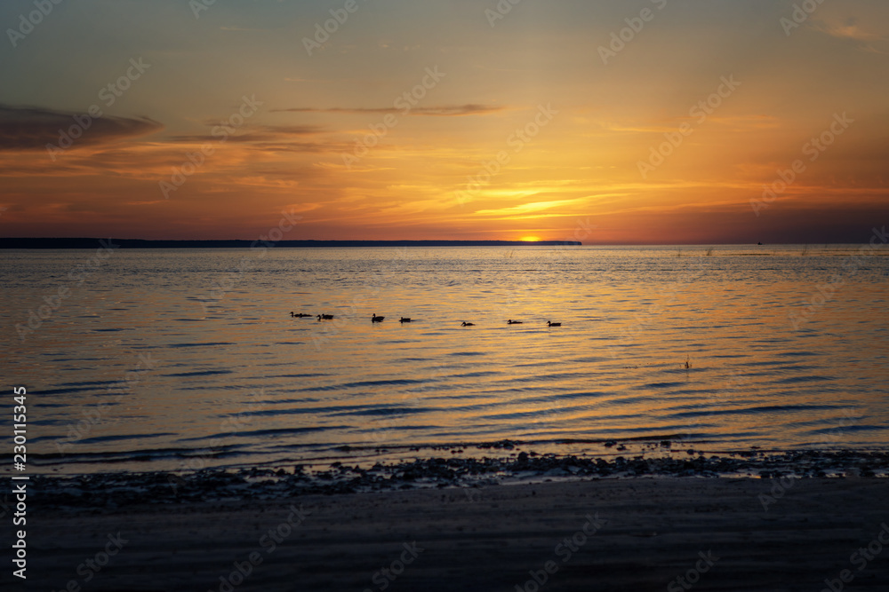 ducks are floating on the river against the sky at sunset ducks are floating on the river against the sky at sunset
