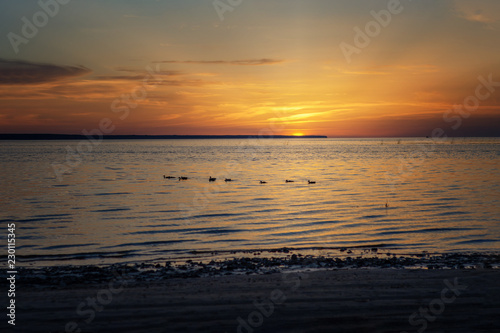 ducks are floating on the river against the sky at sunset