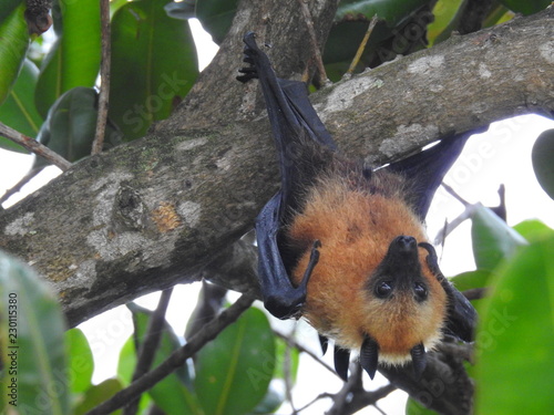 Cut fruit bat hanging in a tree