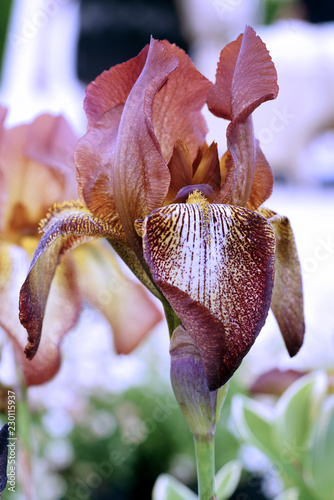 Fototapeta Naklejka Na Ścianę i Meble -  multicolored iris flower (lily) with intense aroma