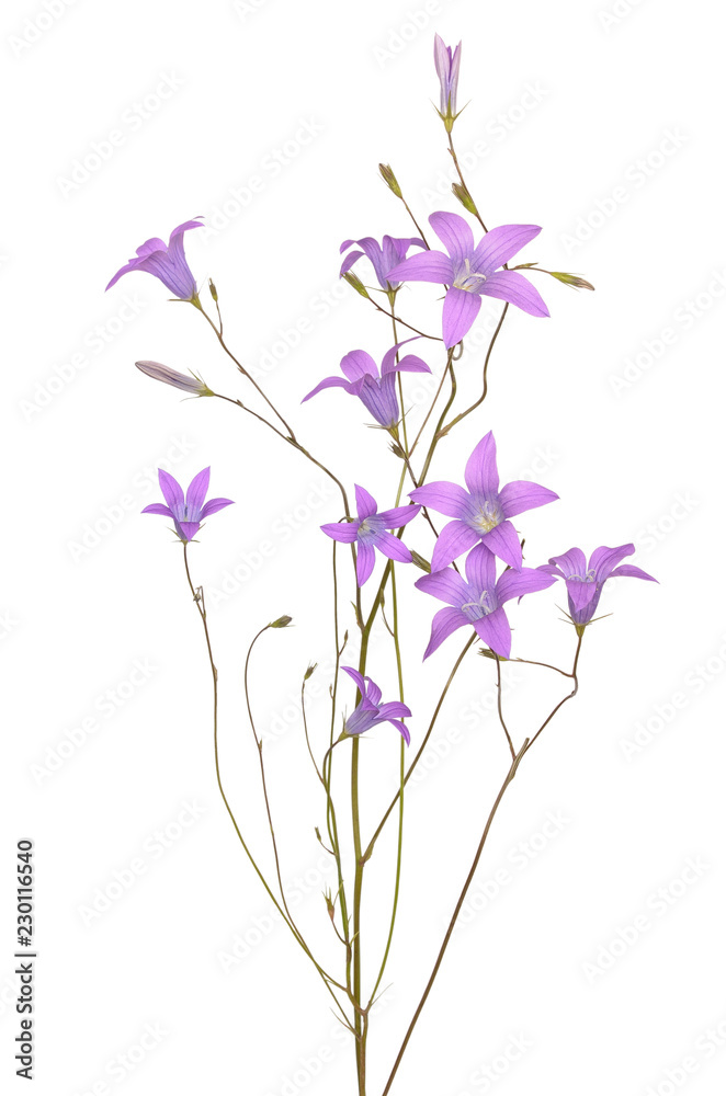 Campanula patula flowers
