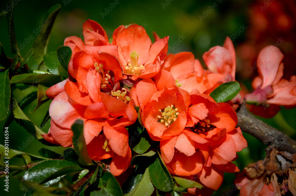 red flower red flower