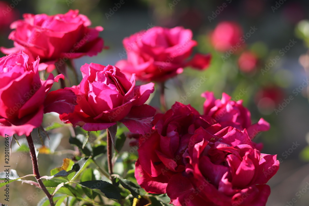 Pink roses in the garden