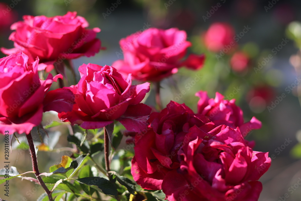 Pink roses in the garden Pink roses in the garden