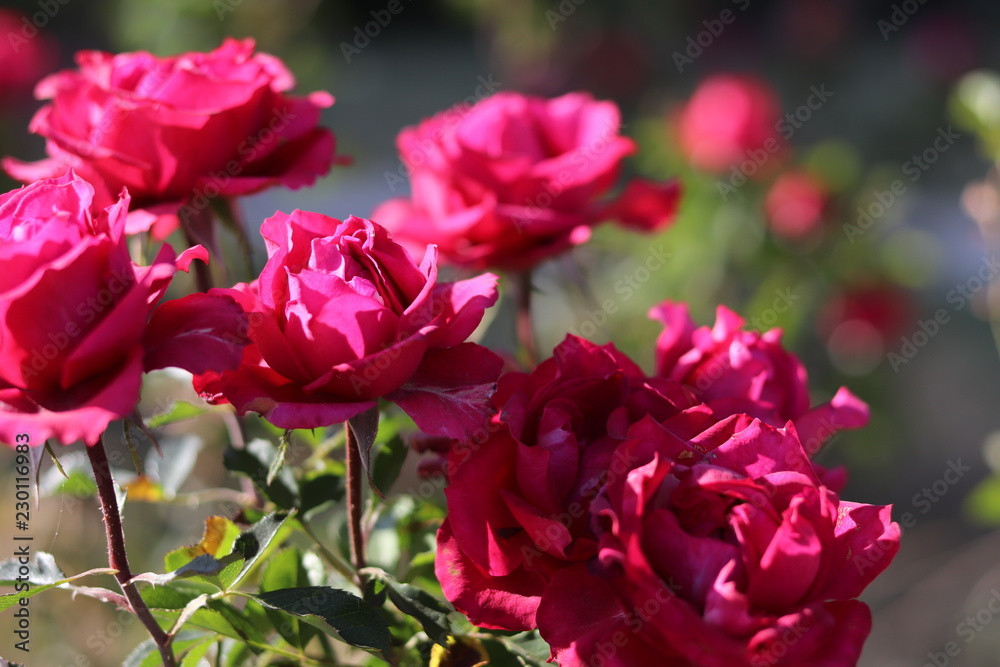 Pink roses in the garden