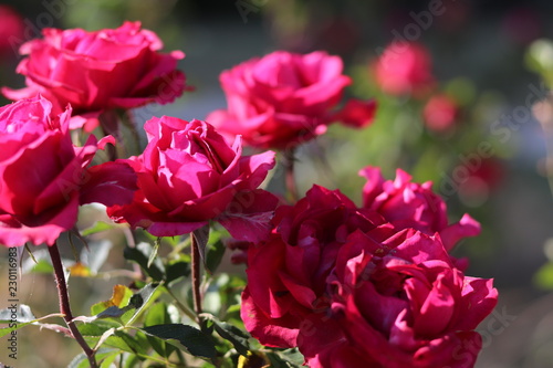 Pink roses in the garden