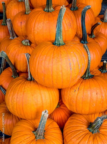 Thanksgiving and Halloween pumpkins  background.