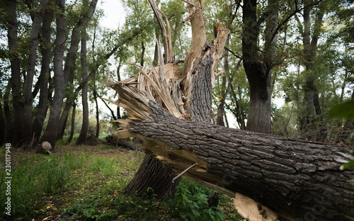 Ground level view of a tremendous, rock-solid oak tree twisted and broken by a strong wind, against the background of a fading forest in the midst of autumn.