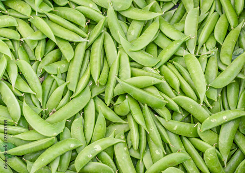 Snow peas fresh from the farm