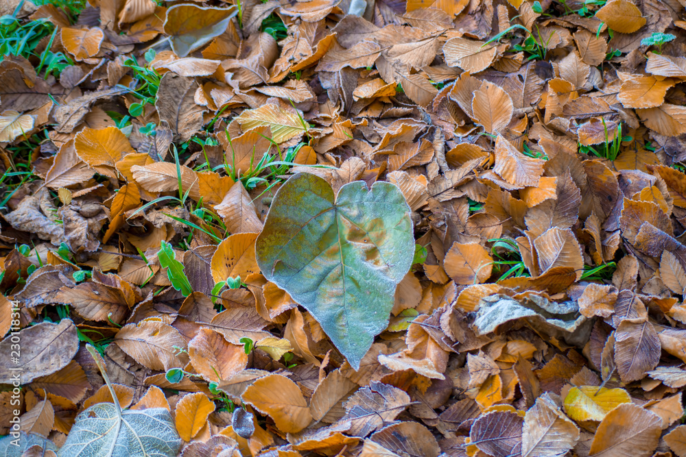 heart-shaped leaves on a bed of frozen leaves heart-shaped leaves on a bed of frozen leaves