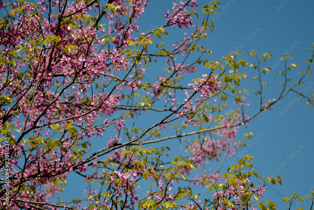 spring flowers on blue background