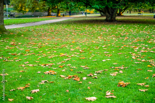 autumn landscape in the park, yellow leaves on the meadow