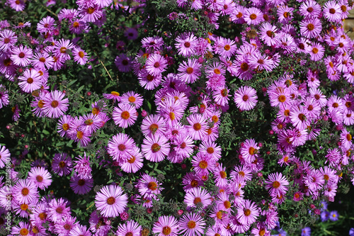 Bush unmatched chrysanthemums in the park