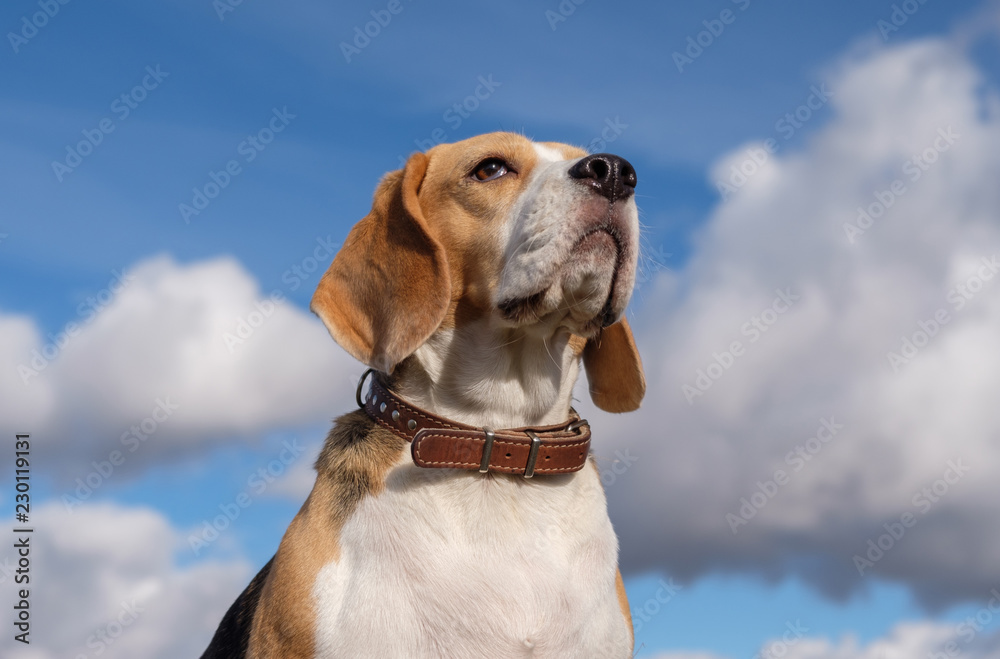 Beagle dog on a background of white clouds Beagle dog on a background of white clouds