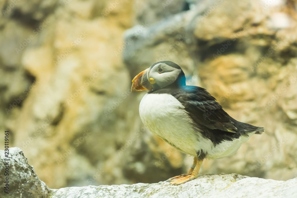 Obraz premium Bird, wildlife and zoo concept - Atlantic Puffin or common puffin