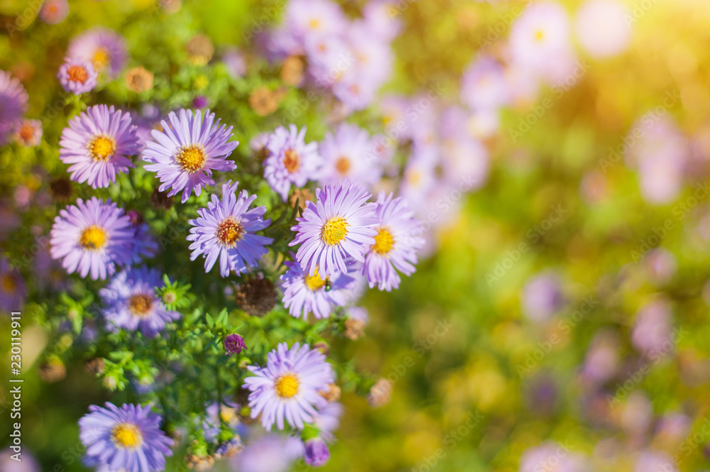 Sweet pink purple cosmos flowers in the field with blue sky background in cosmos field and copy space useful for spring background or greeting card