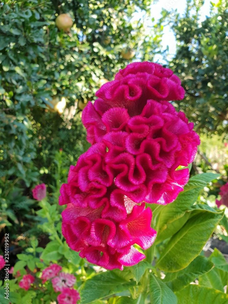 Flor de Cresta de Gallo preciosa Flor de Cresta de Gallo preciosa