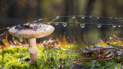 Amanita Phalloides fungus, poisonous subject in wild mountain close up on a rainy day