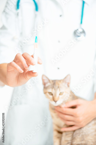 Fototapeta Naklejka Na Ścianę i Meble -  Veterinarian with syringe to injection for kitten.