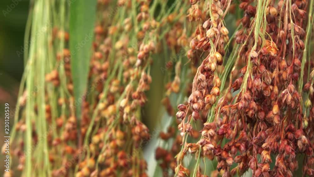 Cultivated proso millet in agricultural field