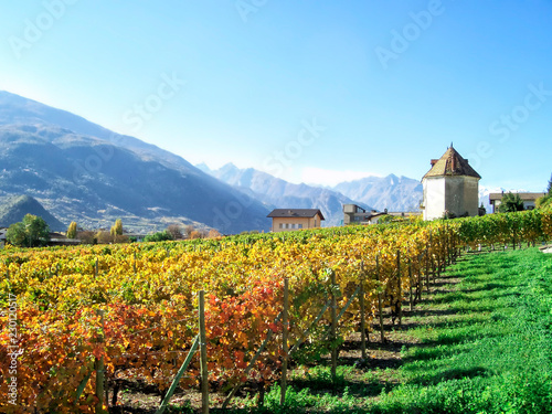 Grape Plantation for wine at Aosta Valley, Italy