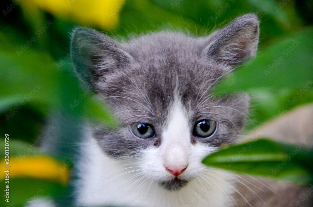 portrait of a cat portrait of a cat