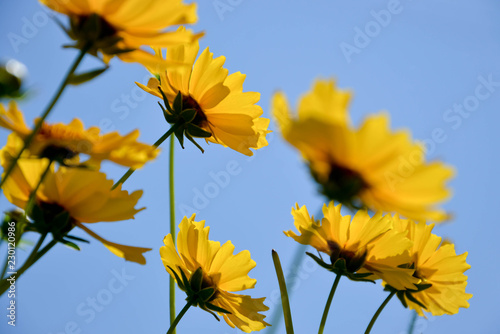 sunflowers and blue sky