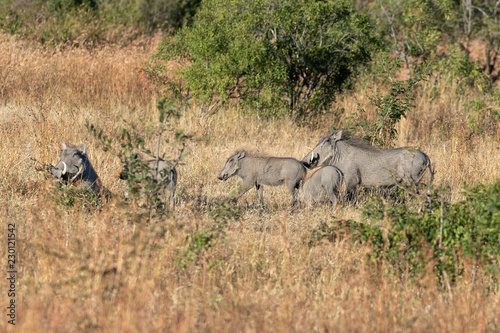 Warthog Family