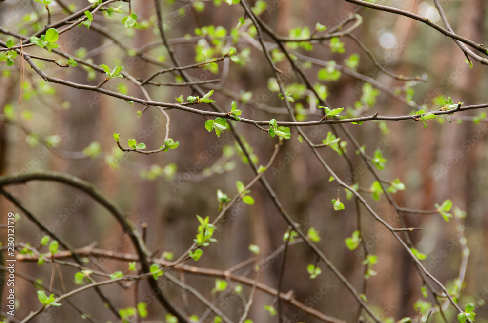 Young leaves Young leaves