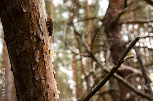 Cobweb in the forest