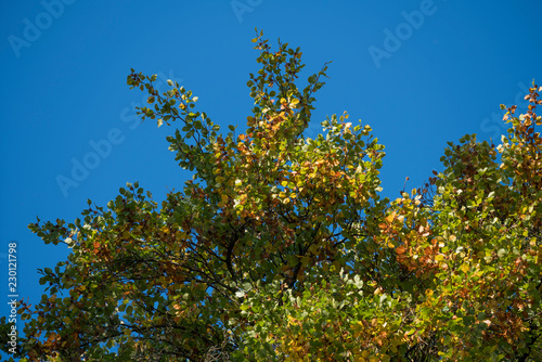 Baumkrone einer Buche mit bunten Blättern im Herbst