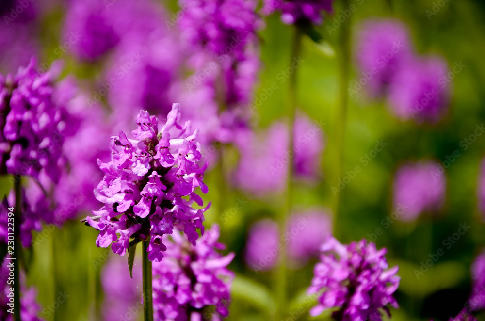 Obraz premium purple flowers in the garden