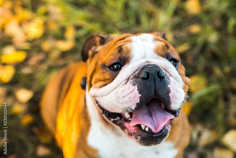 Portrait of English bulldog on a background of autumnal nature.