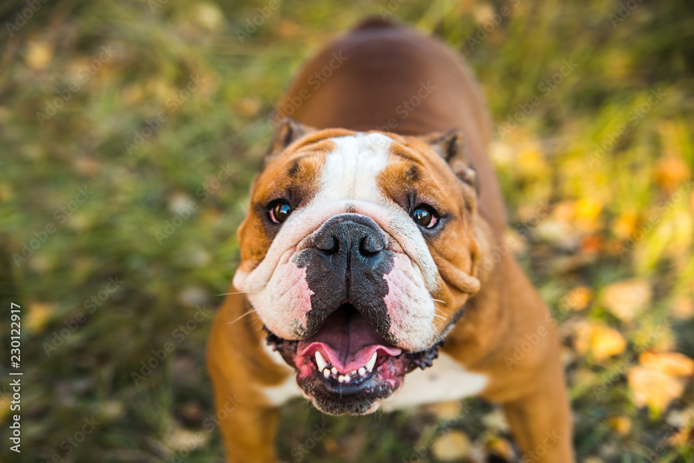 Portrait of English bulldog on a background of autumnal nature. Portrait of English bulldog on a background of autumnal nature.