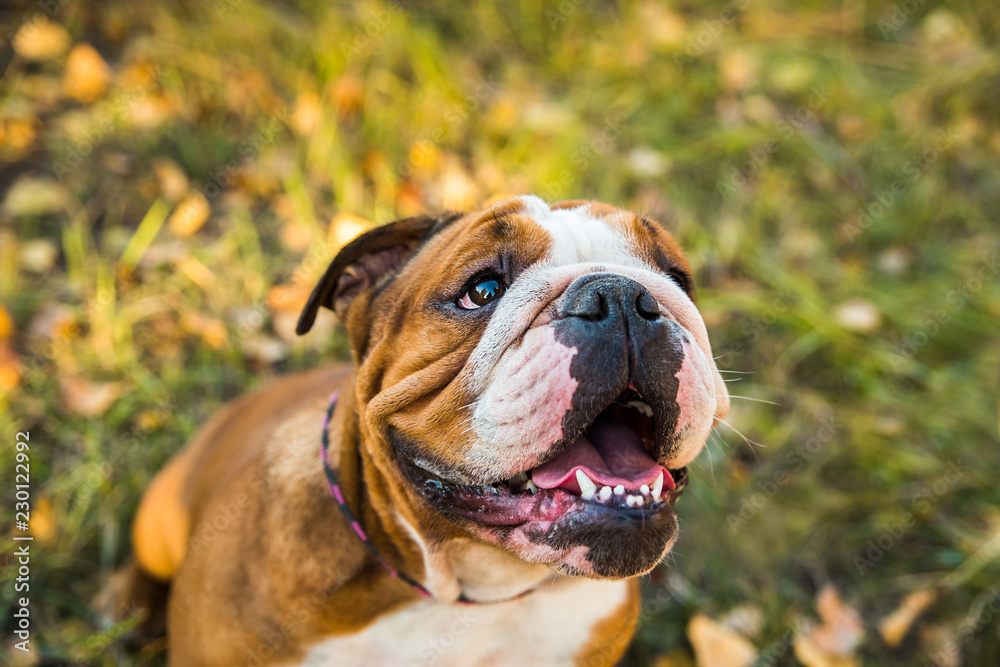 Portrait of English bulldog on a background of autumnal nature.