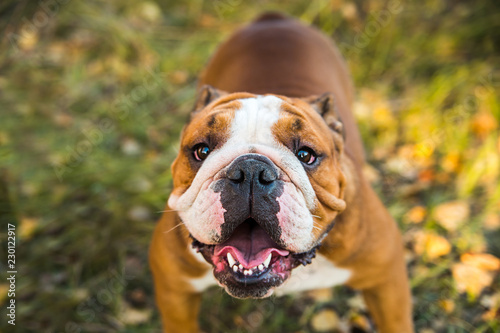 Portrait of English bulldog on a background of autumnal nature. © vika33