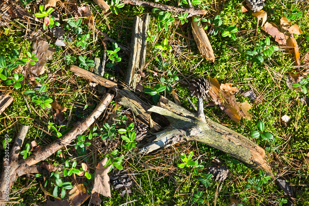 Green clumps of moss with leafs in autumn . Forest. Green clumps of moss with leafs in autumn . Forest.