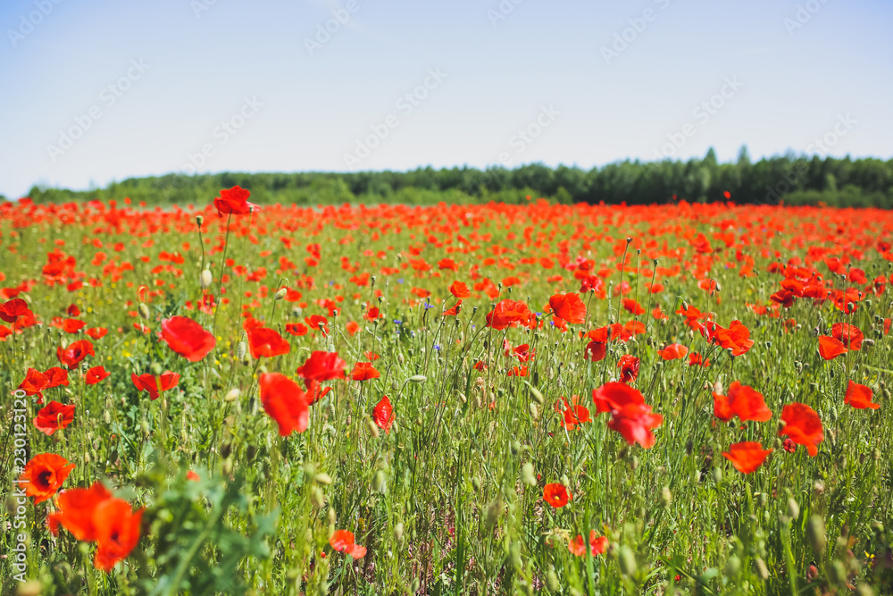 Summer field full of red poppy flowers in the grass. Sunny day nature. Green lawn background. Floral wallpaper.