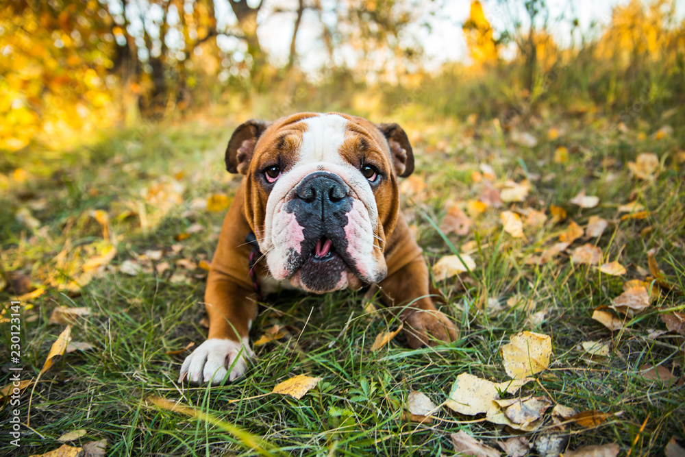 Portrait of English bulldog on a background of autumnal nature.