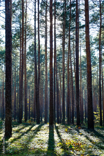 Forest in the beautiful autumn colors on a sunny day.