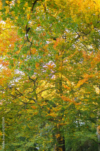 yellow and green leaves of trees autumn background, season change