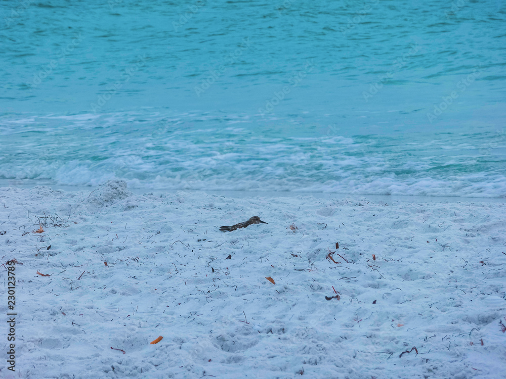 The beach on Siesta key beach with white sand. The beach on Siesta key beach with white sand.