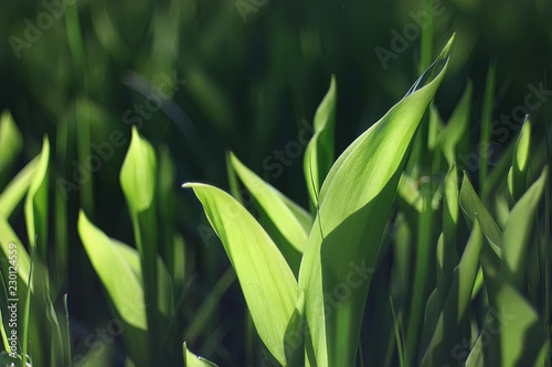 spring greens background  abstract blurred nature beautiful pictures  green shoots