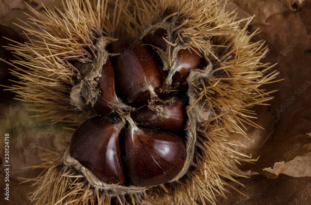 chestnuts and autumn feeling, mature chestnuts still in their husk. autumn feeling. chestnuts and autumn feeling, mature chestnuts still in their husk. autumn feeling.